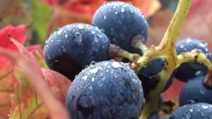 ¿Qué son y para qué sirven los taninos del vino?