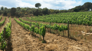 vinos aromaticos