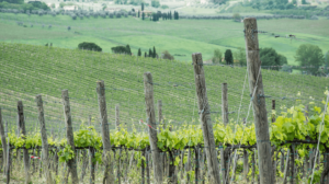 vinos ecologicos