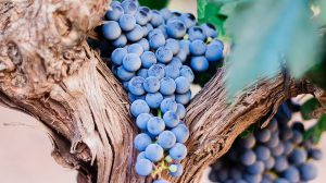 Un paso adelante en el viñedo: la fuerza de los vinos sostenibles
