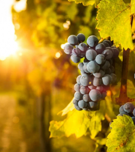 uvas