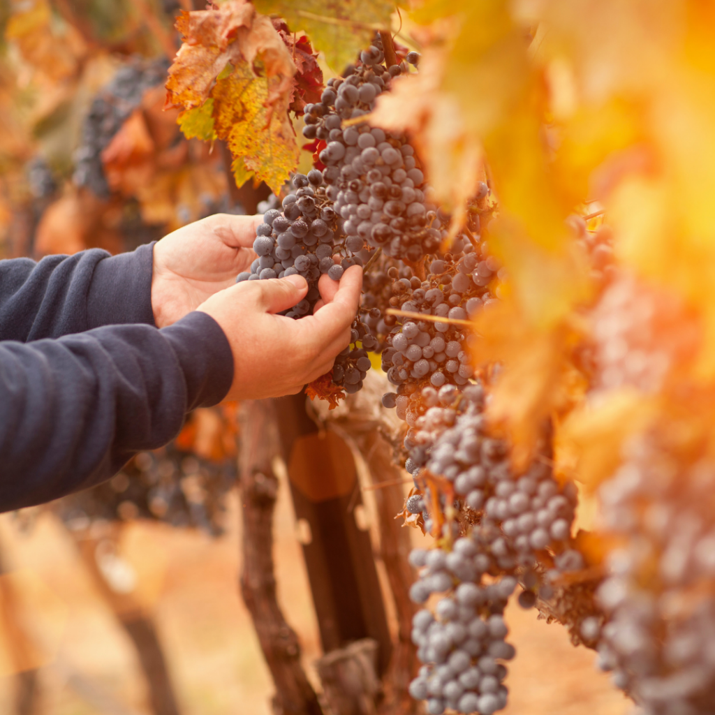 Bodegas ecológicas